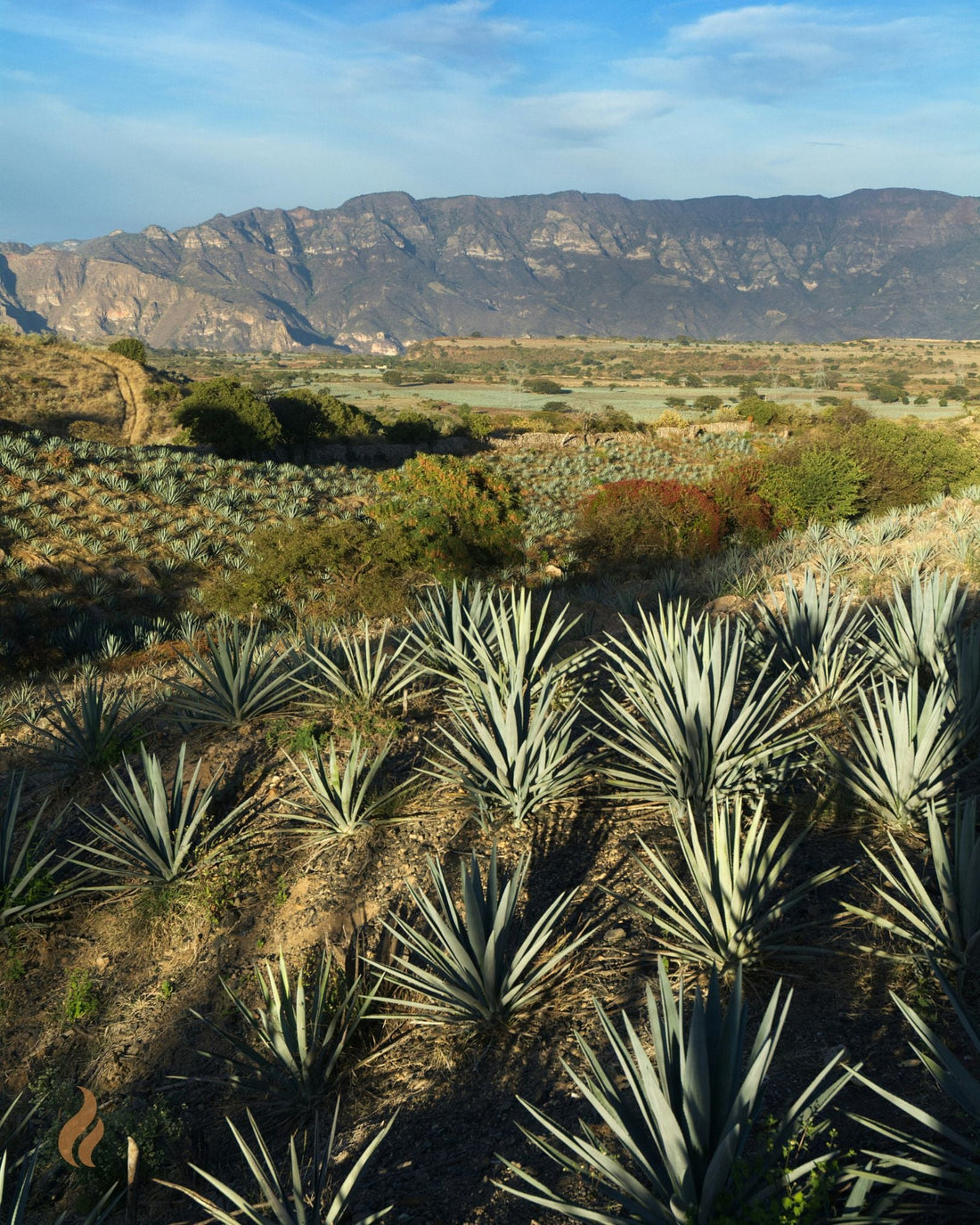 The 8-Year Head Start Behind Every Bottle of Tequila