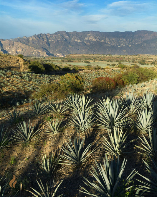 The 8-Year Head Start Behind Every Bottle of Tequila